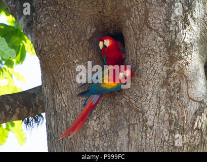 Dieses Paar von Nesting Aras wurden in den Carara Nationalpark, im Bereich der Costa Rica gesehen. Paaren Sie sich für das Leben. Stockfoto