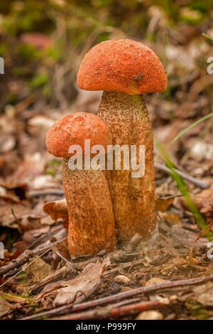 Nahaufnahme von Red-capped scaber Stiel Pilze im Herbst im Wald Stockfoto