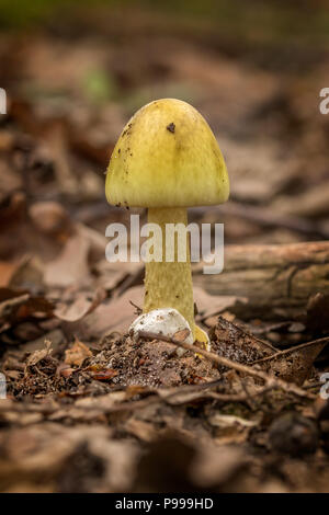 Gefahr auf dem Wald, knollenblätterpilz (Amanita Phalloides) Stockfoto