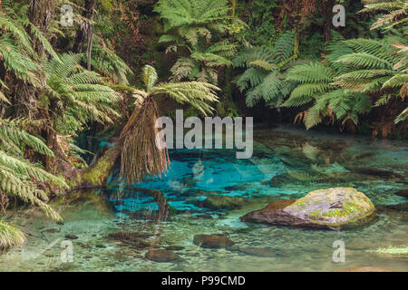 Blaue Feder, eine natürliche Quelle für seine klaren blauen Wasser bei Te Haihou Gehweg bekannt, die waihou Stream, North Island, Neuseeland Stockfoto