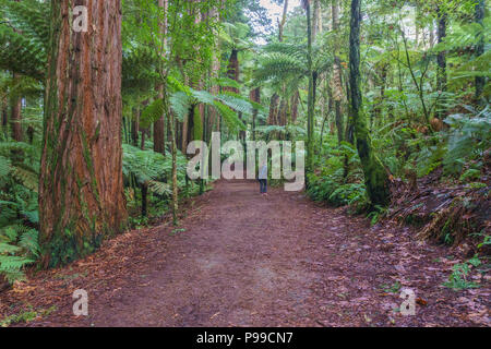 Redwoods - Whakarewarewa Forest, in der Nähe von Rotorua, North Island, Neuseeland. Der Wald ist berühmt für die herrlichen Standplatz der kalifornischen Küste Mammutbäume. Stockfoto