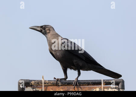 Das Haus Krähen (Corvus splendens), auch bekannt als die Indischen, graynecked, Ceylon oder Colombo Krähe Stockfoto