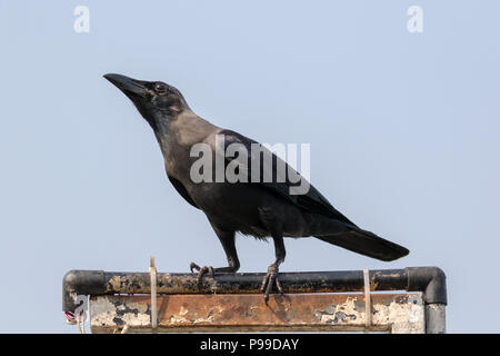 Das Haus Krähen (Corvus splendens), auch bekannt als die Indischen, graynecked, Ceylon oder Colombo Krähe Stockfoto