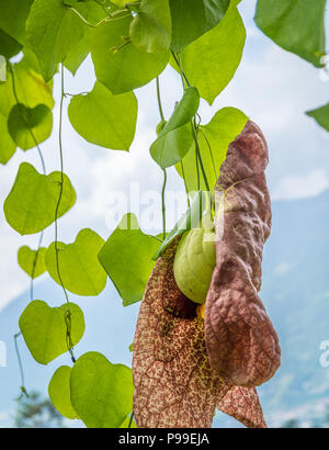 Aristolochia gigantea, riesige Pelikan Blume, Brasilianische Dutchman's Leitung Stockfoto