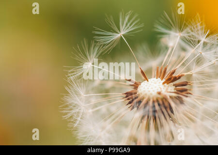 Schöne Löwenzahn Blumen im Frühling Sonnenlicht, Nahaufnahme Natur Hintergrund Stockfoto