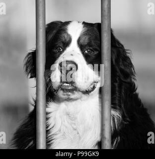 Schöne Portrait eines Berner Hirten. Der Blick auf die Berner Hirte ist aufmerksam und vielleicht ein wenig traurig, weil es sich hinter den Bars von eine Stockfoto