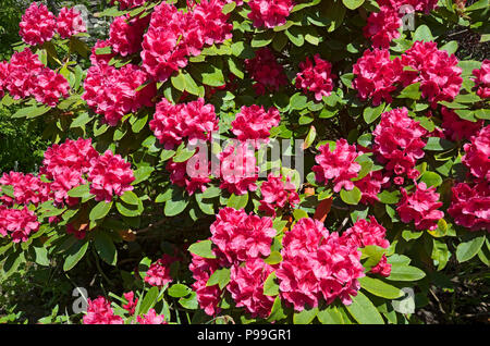 Nahaufnahme von rosafarbenen Rhododendron-Buschblüten im Frühjahr Cumbria England UK Vereinigtes Königreich GB Großbritannien Stockfoto