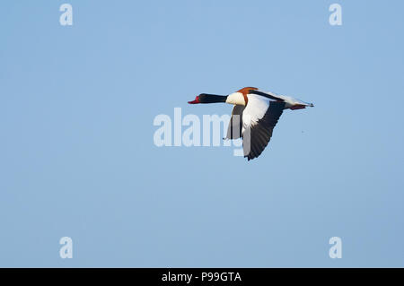 Brandente (Tadorna tadorna) männliche Fliegen vor blauem Himmel in Ses Salines Naturpark (Formentera, Balearen, Spanien) Stockfoto