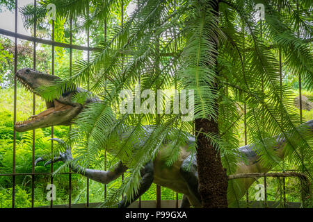 Wollemi Pine Tree (Wollemia nobilis), ist eine Gattung von Nadelbäumen in der Familie Araucariaceae. Junge Muster in einem botanischen Garten vom Th geschützt Stockfoto