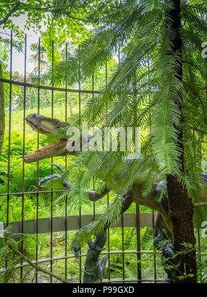 Wollemi Pine Tree (Wollemia nobilis), ist eine Gattung von Nadelbäumen in der Familie Araucariaceae. Junge Muster in einem botanischen Garten vom Th geschützt Stockfoto