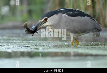 Night Heron Angeln im Nationalpark Kiskunsagi, Ungarn Stockfoto