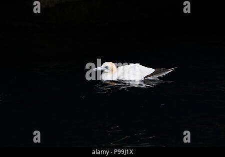 Northern Gannet (Morus bassanus) am Eingang zum Meer Höhle, Noss, Shetland Stockfoto