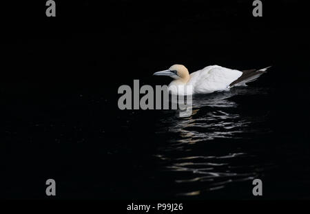 Northern Gannet (Morus bassanus) am Eingang zum Meer Höhle, Noss, Shetland Stockfoto