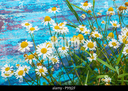 Wilden Gänseblümchen vor hellen blauen strukturierten Hintergrund Stockfoto