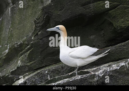 Northern Gannet (Morus bassanus) auf einer Klippe Ledge, Noss, Shetland Stockfoto