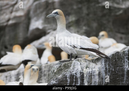 Basstölpel (Morus bassanus) auf einer Klippe Ledge, Noss, Shetland Stockfoto