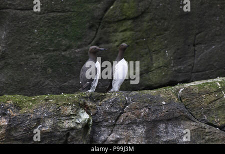 Gemeinsame guillemot oder Common murre (Uria allge), zwei Vögel auf einem Felsvorsprung, Noss, Shetland. Stockfoto