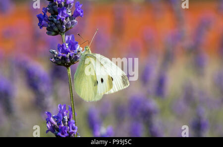 Kleine Weiße butterfly Fütterung necta aus einem Lavendel Blume. Stockfoto