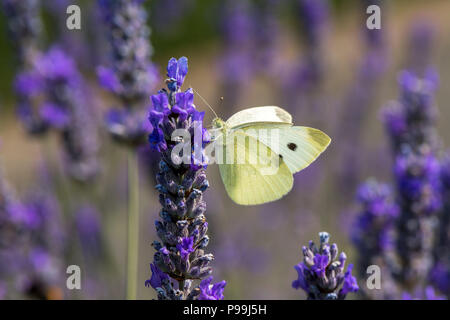 Kleine Weiße butterfly Fütterung necta aus einem Lavendel Blume. Stockfoto