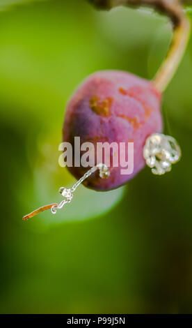 Zwetschge Pflaume durch eine Pflaume Frucht Nachtfalter Raupen befallen. Stockfoto