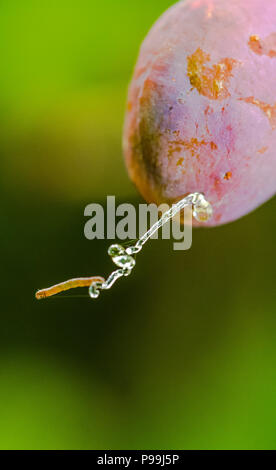 Zwetschge Pflaume durch eine Pflaume Frucht Nachtfalter Raupen befallen. Stockfoto