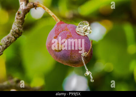 Zwetschge Pflaume durch eine Pflaume Frucht Nachtfalter Raupen befallen. Stockfoto