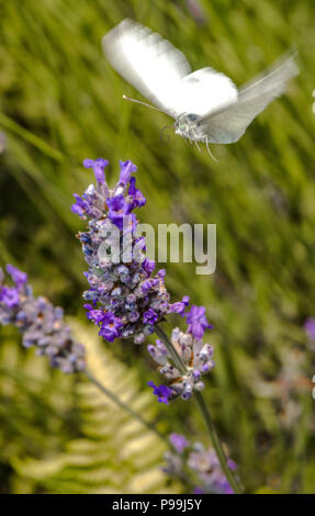 Kleine Weiße butterfly Fütterung necta aus einem Lavendel Blume. Stockfoto