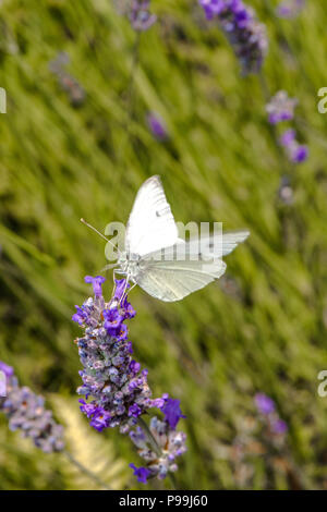 Kleine Weiße butterfly Fütterung necta aus einem Lavendel Blume. Stockfoto