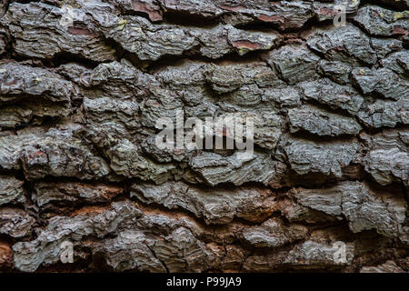 Close up Nadelholz Baumrinde Stockfoto