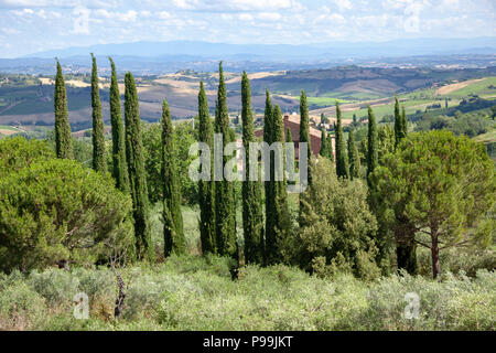 In der Nähe der Kirche von San Biagio (Toskana, Italien), ein Vorhang, der Zypressen zum Schutz einer Immobilie vom Wind. Stockfoto