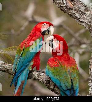 Ein paar rot-grünen Aras, die gemeinsam spielen Stockfoto