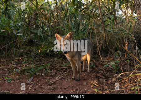 Eine Krabbe - Essen Fox aus dem Pantanal in Brasilien Stockfoto