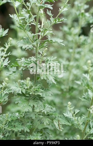 Artemisia Absinthium Wermut Unkraut closeup Stockfoto