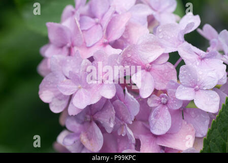 Hortensie rosa Blumen Makro mit Wassertropfen Stockfoto