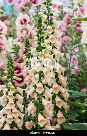 Digitalis dalmatinischen Apricot. Fingerhut Stockfoto