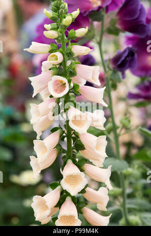 Digitalis dalmatinischen Pfirsich. Fingerhut Stockfoto