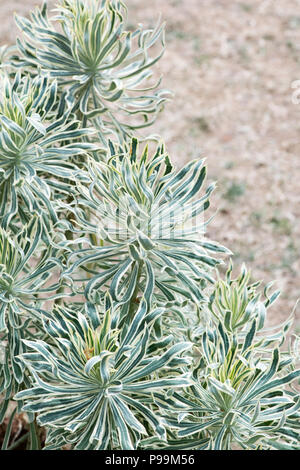 Euphorbia characias 'Tasmanian Tiger". Wolfsmilch' Tasmanian Tiger "Pflanze Blätter auf einer Blüte zeigen. Großbritannien Stockfoto