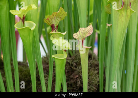 Sarracenia flava Var rugelii. Krug Pflanzen. Fleischfressende Pflanzen in einem Garten in der Nähe von Stockfoto