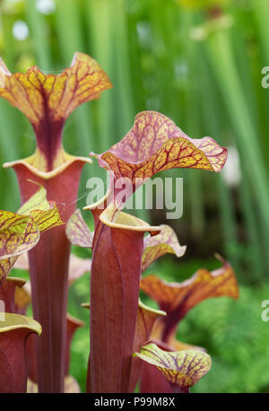 Sarracenia x Moorei. Krug Pflanzen. Fleischfressende Pflanzen in einem Garten in der Nähe von Stockfoto