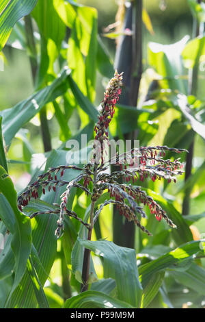 Zea mays. Zuckermais fiesta Blume in einem englischen Garten. UK. Zierpflanzen Zuckermais 'Fiesta' Stockfoto