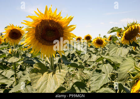 Sonnenblumen wachsen im Feld mit blauem Himmel und Sonne Stockfoto