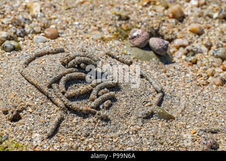 Wattwurm/sandworm (Arenicola marina), große marine Worm's wirft der Defecated Sediment auf Strand bei Ebbe an der Nordseeküste Stockfoto