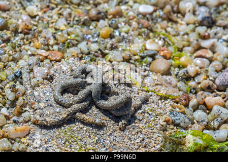 Wattwurm/sandworm (Arenicola marina), große marine Worm's wirft der Defecated Sediment auf Strand bei Ebbe an der Nordseeküste Stockfoto