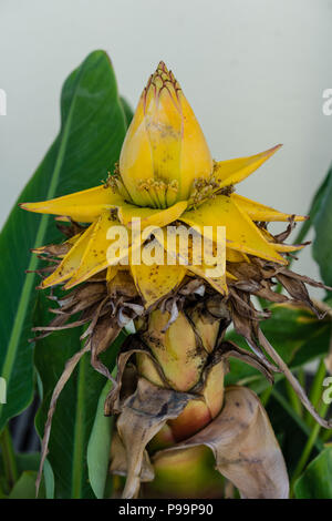 Musella lasiocarpa Goldene lotus Banane musaceae aus China gelb Pflanze Stockfoto