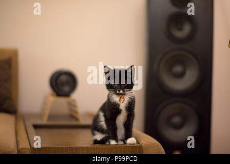 Schwarze Katze tuxedo Cute Kitten Portrait, Schwarze und Weiße süßeste Katze Foto, süsseste Kätzchen Foto Stockfoto