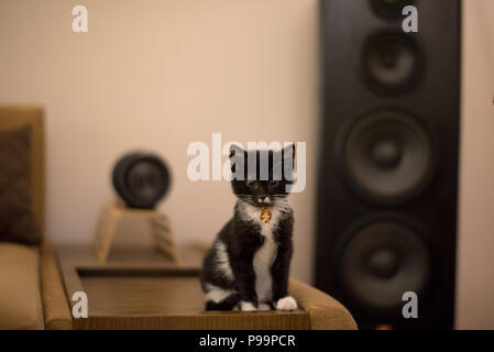 Schwarze Katze tuxedo Cute Kitten Portrait, Schwarze und Weiße süßeste Katze Foto, süsseste Kätzchen Foto Stockfoto