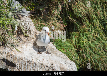 Europäische Silbermöwe bei saltee Insel in der Grafschaft Wexford - Irland Stockfoto