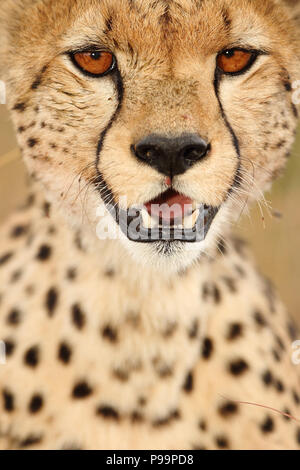 Cheetah, Portrait in der Nähe dteal Stockfoto