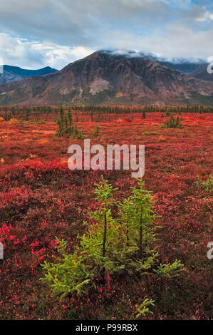 Fichte Setzlinge und Rot Taiga, Cantwell, Alaska Stockfoto