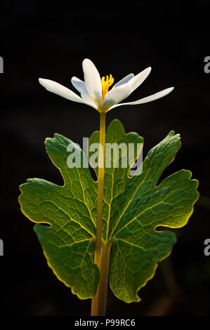 Hintergrundbeleuchtung Bloodroot (Sanguinaria canadensis), Southeast Michigan, USA Stockfoto